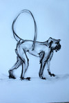Monkey sketch - Stephanie Quayle